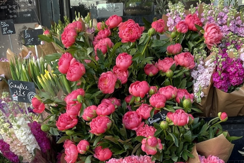 Peonies